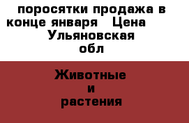 поросятки продажа в конце января › Цена ­ 1 - Ульяновская обл. Животные и растения » Другие животные   